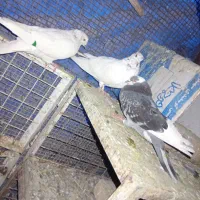 سلام سه عدد تهرانی|حیوانات|نظرآباد, احمد آباد|دیوار