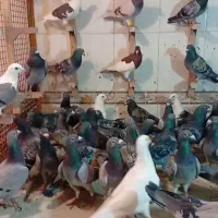 دسته بیرونی عجل|پرنده|شیراز, مهدی‌آباد|دیوار