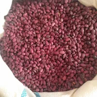 لوبیا قرمز محلی بخش ارژن