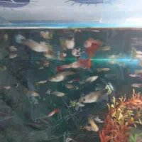 آکواریوم|ماهی|قزوین, |دیوار