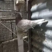 کبوتر|پرنده|خرمآباد, |دیوار