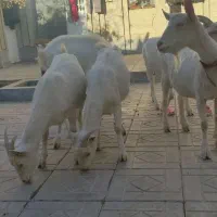 بزکل اصل سانن|حیوانات مزرعه|درمیان, |دیوار