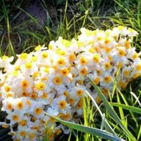 گل نرگس داودی عروس رز برگ آفتاب گردان قرنفل|گل و گیاه طبیعی|فردیس, فردیس|دیوار