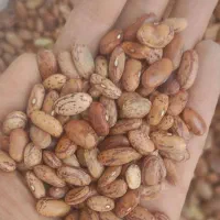 لوبیا وارداتی