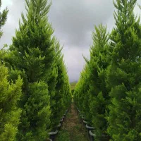 کاج لاوسون سرطلایی|خدمات باغبانی و درختکاری|عباس‌آباد, |دیوار