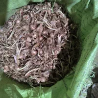 پیاز زعفران پاک شده فروشی|گل و گیاه طبیعی|سده (خراسان جنوبی), |دیوار