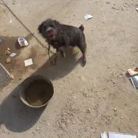 سگ پاکوتاه بسیار زرنگ و باهوش