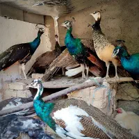 طوطی طاووس جوجوتخم برهماکوشین خروس کفتردستگاقفس