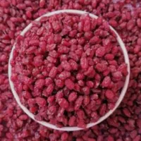 نهال زرشک معمولی