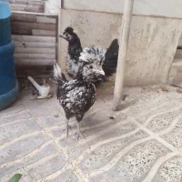 جوجه لهستانی و دو رگه|حیوانات مزرعه|بروجرد, |دیوار