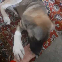 واگذاری‌سگ