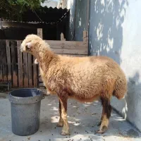 یک عدد میش