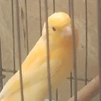 یک جفت قناری نر و ماده
