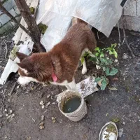 فروش سگ هاسکی پا کوتاه چش یخی با رنگ بدن قهوه اای|سگ|بابکان, |دیوار