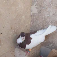 خال یال دار