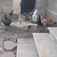 مرغ.خروس