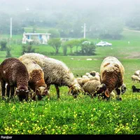 گوسفند شش ماه عقیقه قربانی عروسی خون کردن|حیوانات مزرعه|مشهد, نوید|دیوار