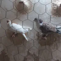 خال زرد کلاغ هفت رنگ