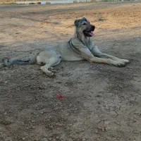 واگذاری نر
