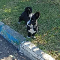 شیتزو اشمیتز