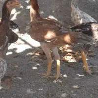 لاری اوشامو خالص|حیوانات مزرعه|تسوج, |دیوار