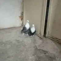 کلاغ  و دم سفید