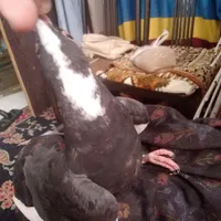 کفتر پلنگ کلاهی پیدا (ن) شده|حیوانات|کرمان, |دیوار
