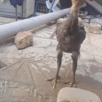 جوجه لاری