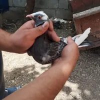 ماده۳۰۰|پرنده|حویق, |دیوار