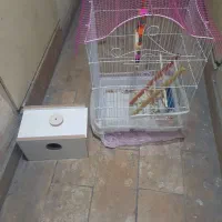 قفس بزرگ عروس