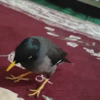 مرغ مینا اهلی سخن گو