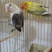 جفت کوتوله‌مولدپاربلو دبل فکتور وپاربلوبلک سرسفید