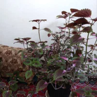 گل حسن یوسف|گل و گیاه طبیعی|گلبهار, شهر جدید گلبهار|دیوار