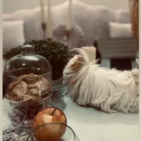 واگذاری خوکچه هندی