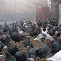 بوقلمون جوان ارگانیک|حیوانات مزرعه|چناران, |دیوار