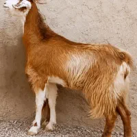 بزمری چتی آبستن دوقلوزا