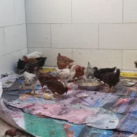 مرغ و خروس سالم و سرحال واکسن زده