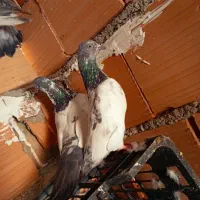 کفتر|پرنده|مینودشت, |دیوار