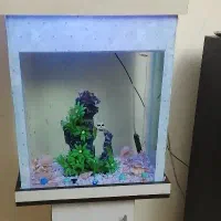 اکواریوم|ماهی|کهریزک, |دیوار