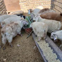 بزوکره|حیوانات مزرعه|رفسنجان, |دیوار