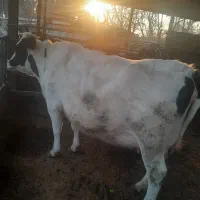 تلیسه هلشتاین آبستن سنگین