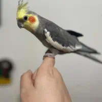 فروش جفت عروس هلندی سالم، با قفس|پرنده|رشت, معلولین|دیوار