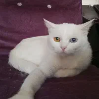 گربه ماده اسکاتیش چشم دو رنگ خشکل|گربه|مشکیندشت, |دیوار