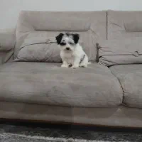 سگ آپارتمانی سایز ریز