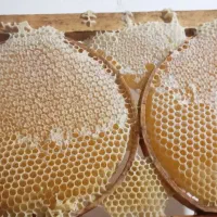 عسل طبیعی کوهستان مستقیم از زنبوردار