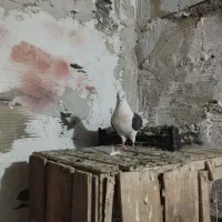 حیون شب گیری|حیوانات|شاهرود, |دیوار