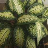گل دیفن باخیا شاداب 4 بوته ای