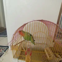 طوطی برزیلی|پرنده|بهارستان, |دیوار