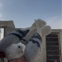 کفتر شهرستانی پرشی