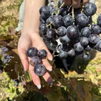 نهال انگور یاسین